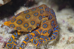 blue ring octopus in Kapalai, D200 by Thomas Lueken 